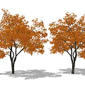 Two Arbor Trees With Lush Orange Autumn Leaves And Dark Trunks