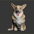 Corgi Dog Sitting With Tongue Out On Black Reflective Background Surface