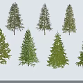Seven Trees with Green to Dark Green Foliage Straight Trunks Lush Branches Natural Fresh Look
