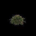 Decorative Ornament Set With Purple Small Flowers And Green Leaves Arrangement