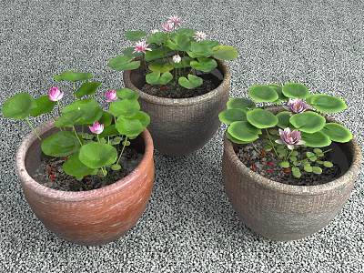 Three Clay Pots With Pink Flowers And Green Lotus Leaves For Garden Decor 3d model