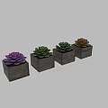 Colorful Succulent Plants in Wooden Square Pots for Indoor Decoration