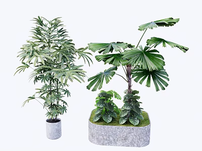 Bonsai Potted Plants With Slender And Broad Leaves In Gray Cylindrical And Stone Pots 3d model