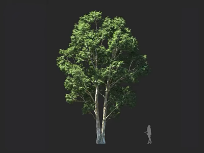 Tall Natural Arbor With Lush Green Leaves And White Trunk Near Human Silhouette 3d model