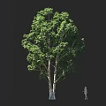 Tall Natural Arbor With Lush Green Leaves And White Trunk Near Human Silhouette