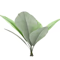 Lush Green Arbor Leaves With Vibrant Large Foliage For Garden Decoration