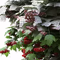 Vibrant Green Shrub With Red Berries And Lush Foliage In Garden