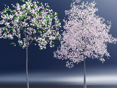 Two Flowering Arbor Trees With White Pink Blossoms Against Dark Blue Background 3d model