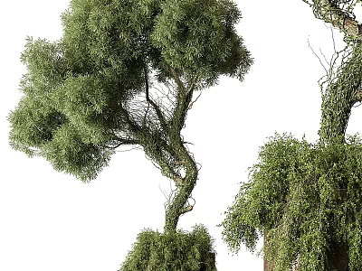 Artistic Bonsai Tree With Curved Trunk And Lush Green Foliage 3d model