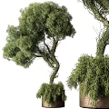 Artistic Bonsai Tree With Curved Trunk And Lush Green Foliage