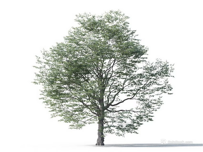 Tall Green Arbor With Strong Trunk And Dense Leafy Canopy In White Background 3d model 