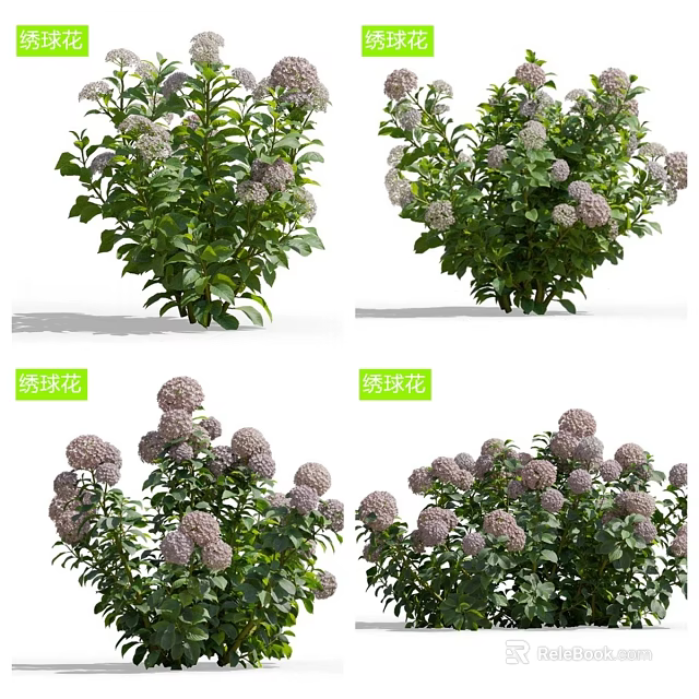 Beautiful Purple Hydrangea Plants With Blooming Flower Clusters And Green Leaves In Garden Setting 3d model 