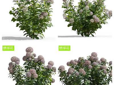 Beautiful Purple Hydrangea Plants With Blooming Flower Clusters And Green Leaves In Garden Setting 3d model