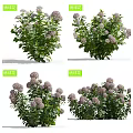 Beautiful Purple Hydrangea Plants With Blooming Flower Clusters And Green Leaves In Garden Setting