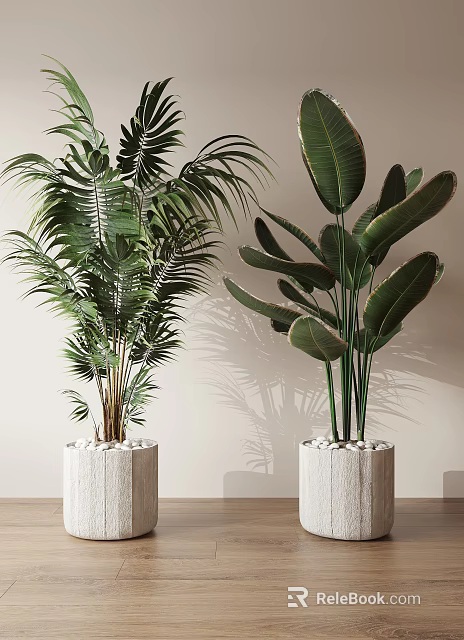Large Green Potted Plants with Lush Leaves in Light Pots and White Pebbles Natural Shadows 3d model 