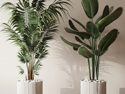 Large Green Potted Plants with Lush Leaves in Light Pots and White Pebbles Natural Shadows 3d model