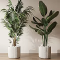 Large Green Potted Plants with Lush Leaves in Light Pots and White Pebbles Natural Shadows