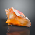 Orange and White Conch Shell with Wavy Edges on Black Background with Reflection