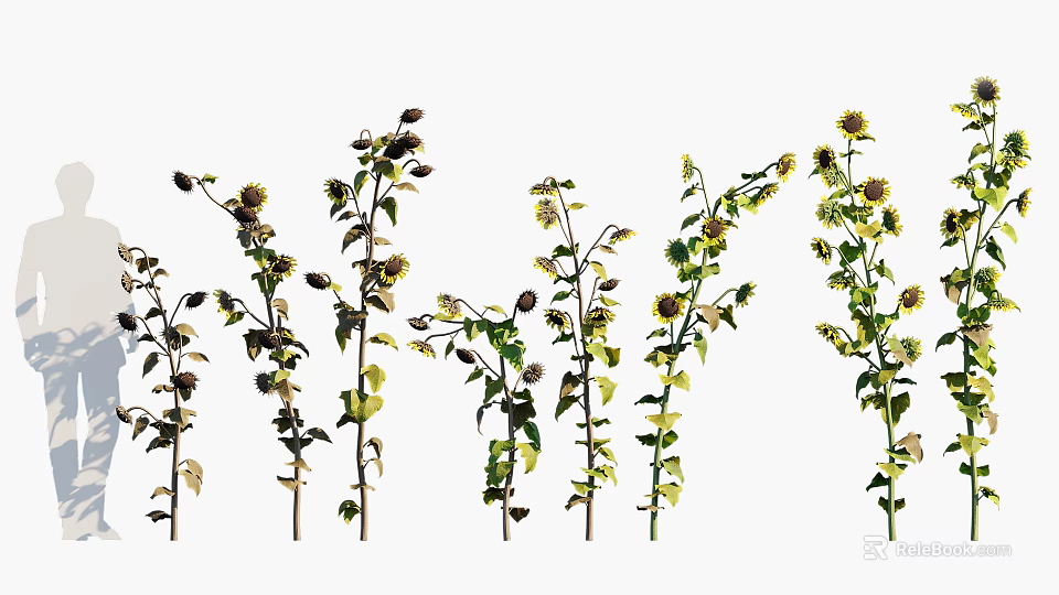Sunflower Crop Plants Showing Different Growth Stages With Green Leaves And Yellow Blooms 3d model 