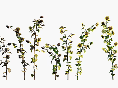 Sunflower Crop Plants Showing Different Growth Stages With Green Leaves And Yellow Blooms 3d model