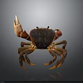 Red and Brown Crab With Large Claws Detailed Texture And Shiny Exoskeleton