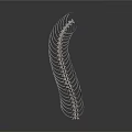 Silver Curved Spine Organ With Hair like Structures And Ring Shaped Segments