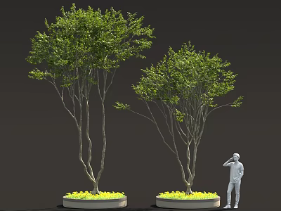 Decorative Garden Shrubs With Green Leaves Slender Trunks In Round Planters And Yellow Flowers 3d model
