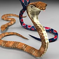 Reptile Snakes Displaying Brown Scaled Body Red Blue Patterns Coiled Form And Hooded Neck