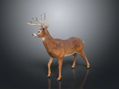 Realistic Standing Buck Deer Model With Brown White Coat And Large Antlers On Dark Background 3d model