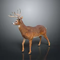 Realistic Standing Buck Deer Model With Brown White Coat And Large Antlers On Dark Background
