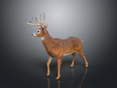 Deer Sika Deer Elk Antlers Cartoon Sika Deer Anime Sika Deer Fawn Land Animals 3d model
