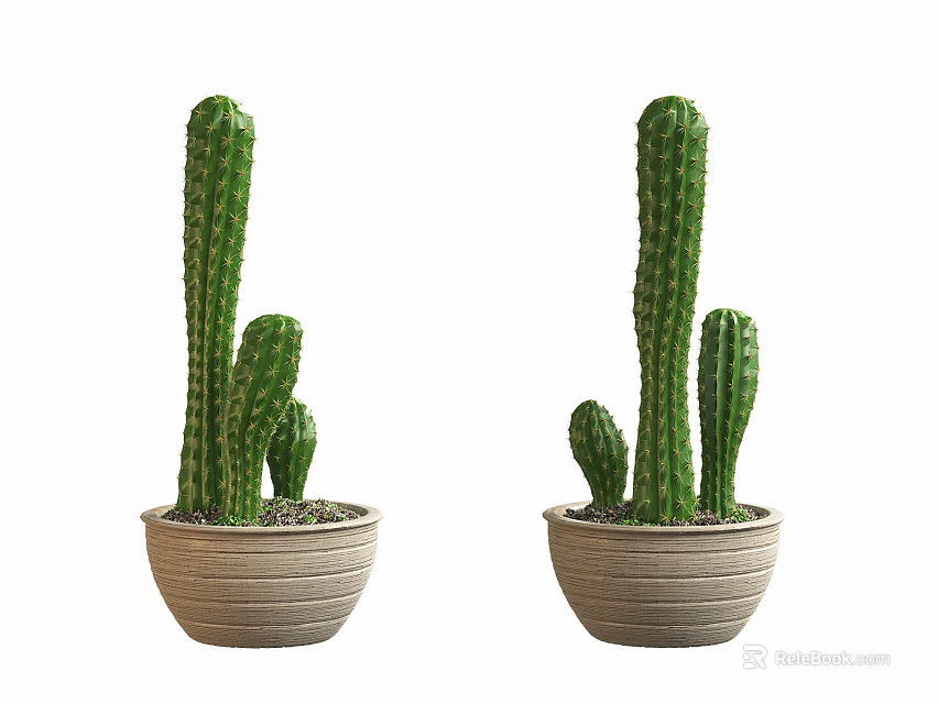 Tall Green Cactus Potted Plants In Beige Ceramic Pots For Indoor Decor 3d model 