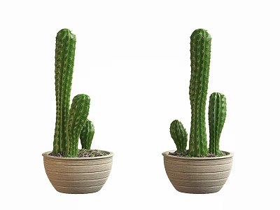 Tall Green Cactus Potted Plants In Beige Ceramic Pots For Indoor Decor 3d model