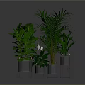 Lush Green Indoor Plants In Metal Planters On Reflective Dark Surface