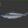 Silver Salmon With Black Spots On Smooth Surface Gray Background 3d model