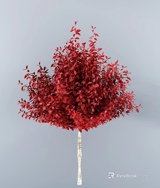 Lush Red Foliage Ornamental Tree With White Trunk And Gray Background 3d model 