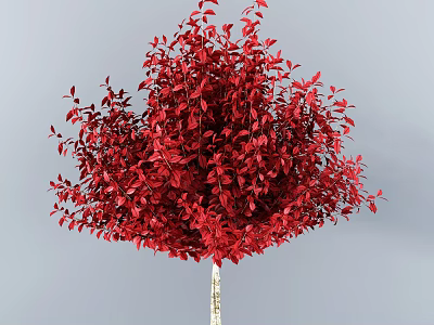 Lush Red Foliage Ornamental Tree With White Trunk And Gray Background 3d model