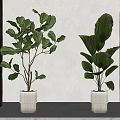 Large Leafy Potted Plants In White Ribbed Planters With Wooden Accents