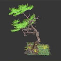 Bonsai Tree With Curved Trunk Green Foliage Small Stones Moss And Grass