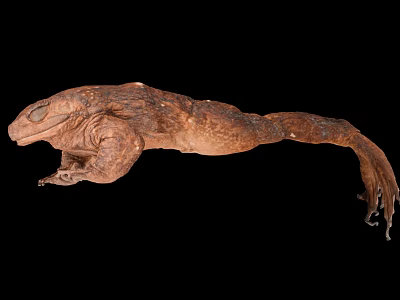 Brown Amphibian with Rough Skin and Long Tail on Black Background 3d model