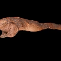 Brown Amphibian with Rough Skin and Long Tail on Black Background