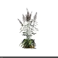 Pair of Ornamental Grass Plants with Tall Slender Stems Purple Red Plumes and Green Leaves