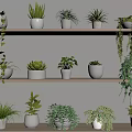Indoor Decorative Potted Plants On Wooden Shelves With White Pots And Various Green Foliage