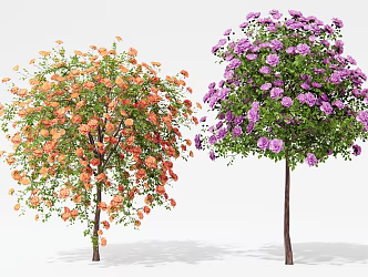 Modern Rose Camellia Flowering Plant Rose Landscape Tree Shrub Arbor 3d model