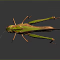 Detailed Green And Orange Grasshopper With Long Legs On Gray Reflective Background