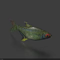 Green Fish With Red Eyes And Yellow Fins Swimming In Blue Background