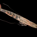 Aquatic Animal Shrimp With Complete Morphology Antennae Legs And Natural Coloration