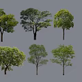 Different Types of Green Leafy Arbor Trees with Varied Canopy Shapes Isolated on White Background
