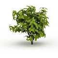 Lush Green Shrub With Vibrant Foliage And Dense Leafy Branches