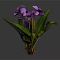 Vibrant Plant With Green Leaves And Stunning Purple Flowers In Bloom